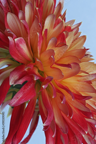 Fototapeta Naklejka Na Ścianę i Meble -  Garden dahlia flower (Dahlia x cultorum).