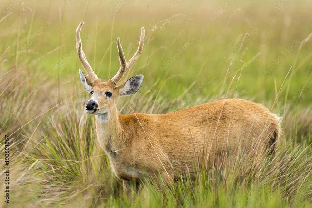 Male Marsh Deer (Blastocerus dichotomus)