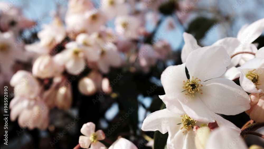 Obraz premium spring in paris