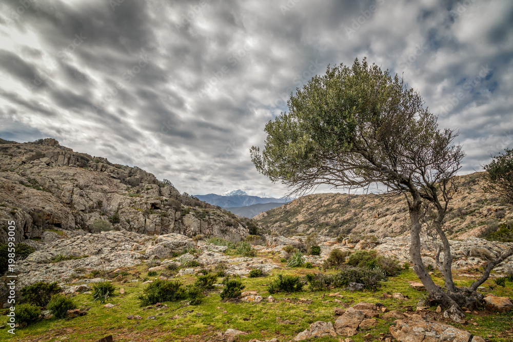 Olive tree and snow capped mountains in Corsica