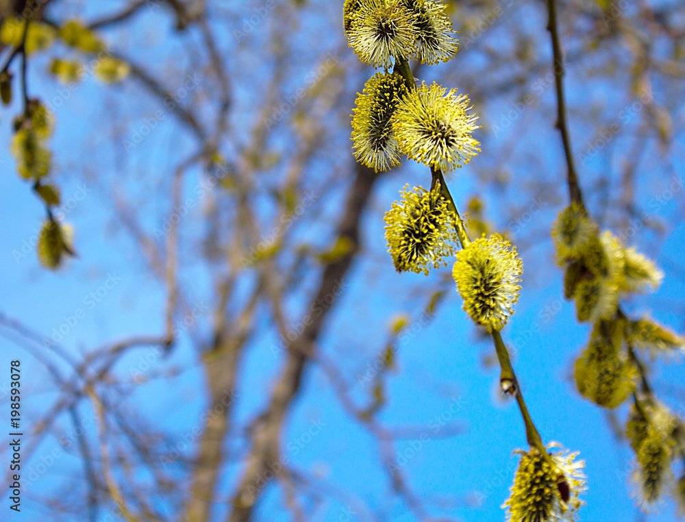 Flowering willow Flowering willow