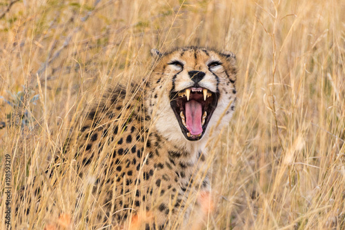 Male cheetah bearing its teeth