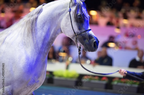 portrait of white moveing Arabian horse . inside