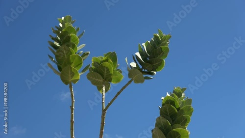 Baumtabak, Mimotabak, Morotabak, wilder Tabak, Nicotiana glauca, Fuerteventura, Blätter, 4K photo