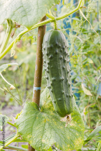 Green cucumber in the garden. Organic food. Household