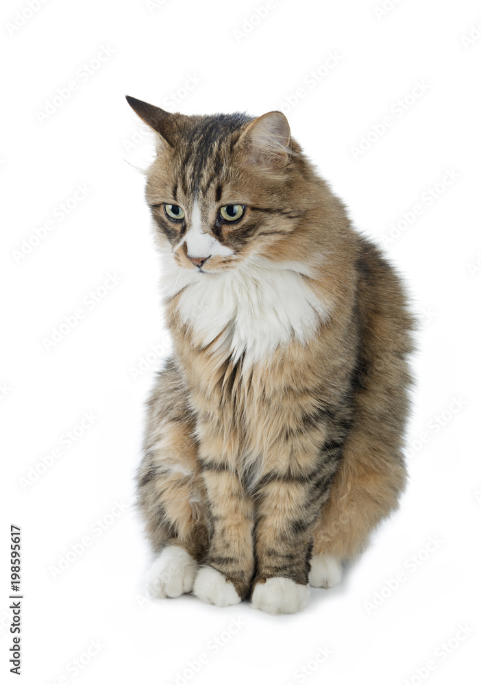 Obraz premium Norwegian Forest Cat Looks at Copy Space 