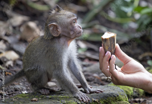 Baby macaque with banana taken in Ubub monkey forest, Bali
 photo