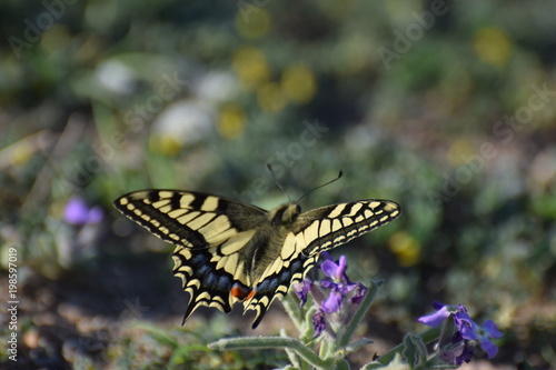 Cyprus botanical garden