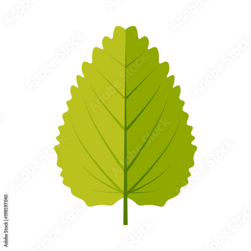 Melissa leaf icon vector design illustration. Free royalty images.