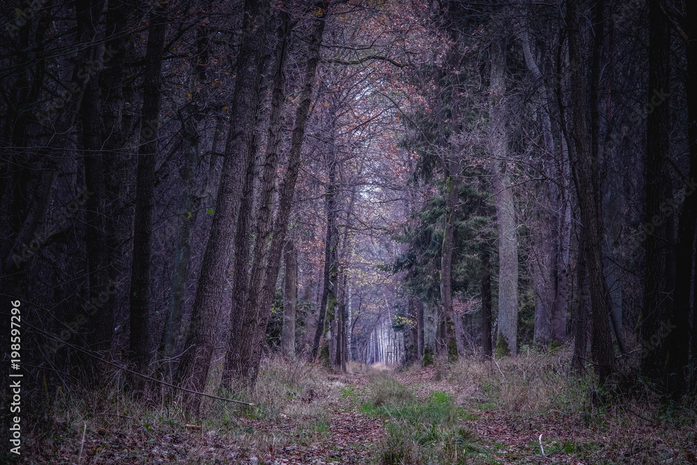 Obraz premium droga w ciemnym lesie