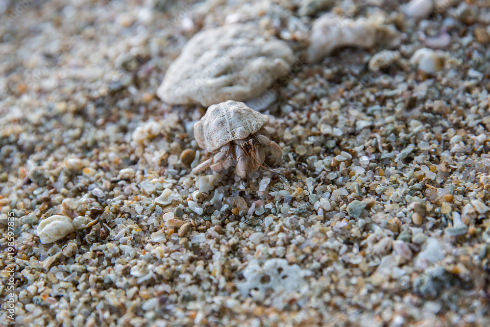 close up view of crab on rocky beach, sri lanka, mirissa close up view of crab on rocky beach, sri lanka, mirissa