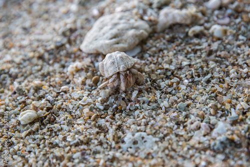 close up view of crab on rocky beach, sri lanka, mirissa