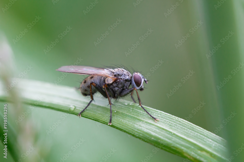 A fly in the garden on a leaf A fly in the garden on a leaf