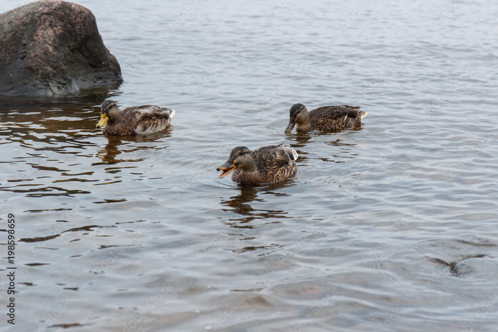 ducks on water in city park pond ducks on water in city park pond