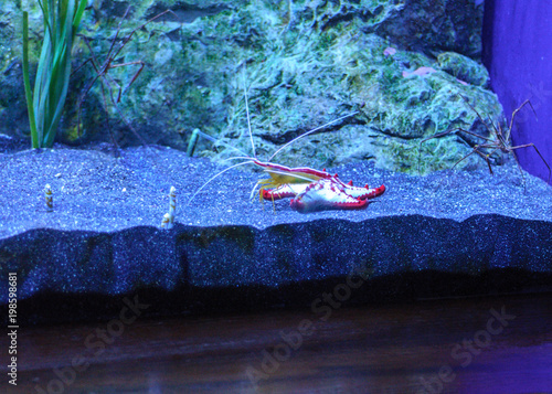 Εκτύπωση καμβά crayfish in an aquarium close-up