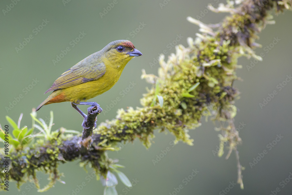 Olive-backed Euphonia - Euphonia gouldi, beautiful colorful perching bird from Costa Rica forest. Olive-backed Euphonia - Euphonia gouldi, beautiful colorful perching bird from Costa Rica forest.