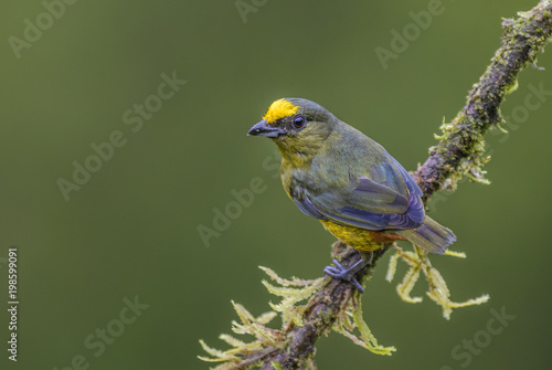 Olive-backed Euphonia - Euphonia gouldi, beautiful colorful perching bird from Costa Rica forest.