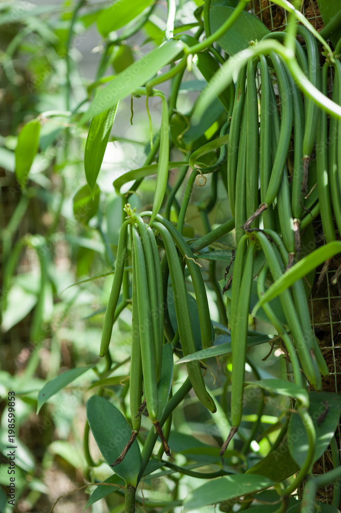 The Vanilla plants of plantation agriculture in tropical The Vanilla plants of plantation agriculture in tropical