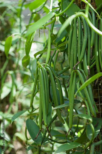 The Vanilla plants of plantation agriculture in tropical