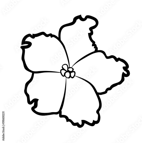 Vector illustration, violet Saintpaulia flower in black and white colors