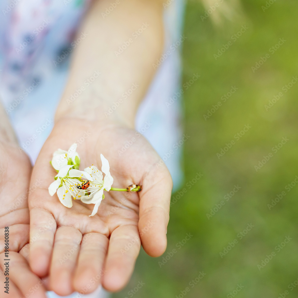 Apple flowers in children hands. World Environment Day Apple flowers in children hands. World Environment Day