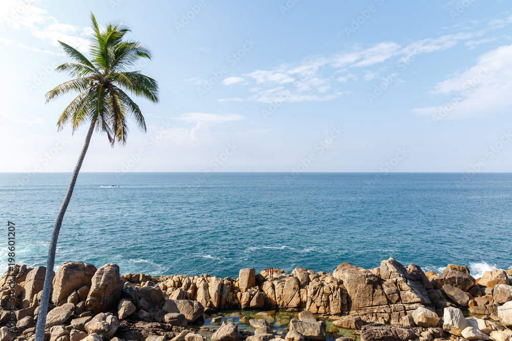 Beautiful scenic view of coastline, palm tree and blue sky, sri lanka, mirissa