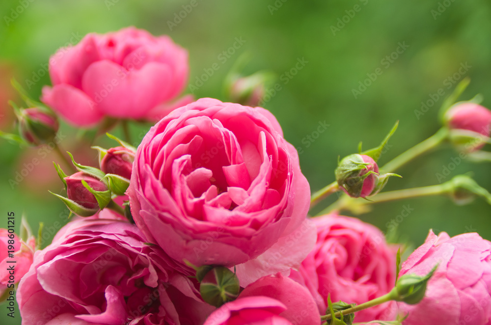 Pink roses background - obrazy, fototapety, plakaty 