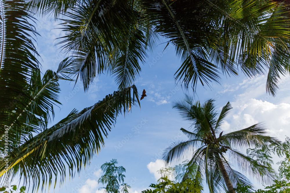 Bottom view of palm trees and cloudy blue sky, Maldives, thoddoo Bottom view of palm trees and cloudy blue sky, Maldives, thoddoo