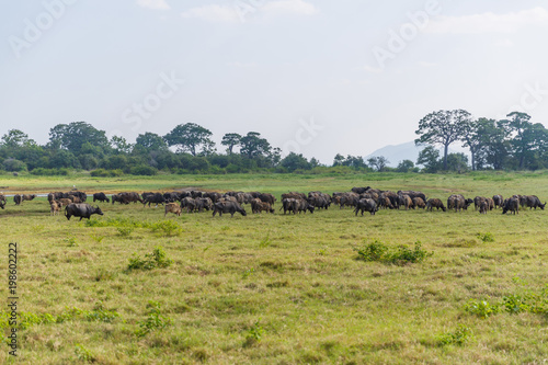 scenic view of heard of wild bulls in natural habitat on field, sri lanka, minerriya © LIGHTFIELD STUDIOS