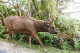 scenic view of wild deer with big horns in natural habitat, sri lanka, horton plains