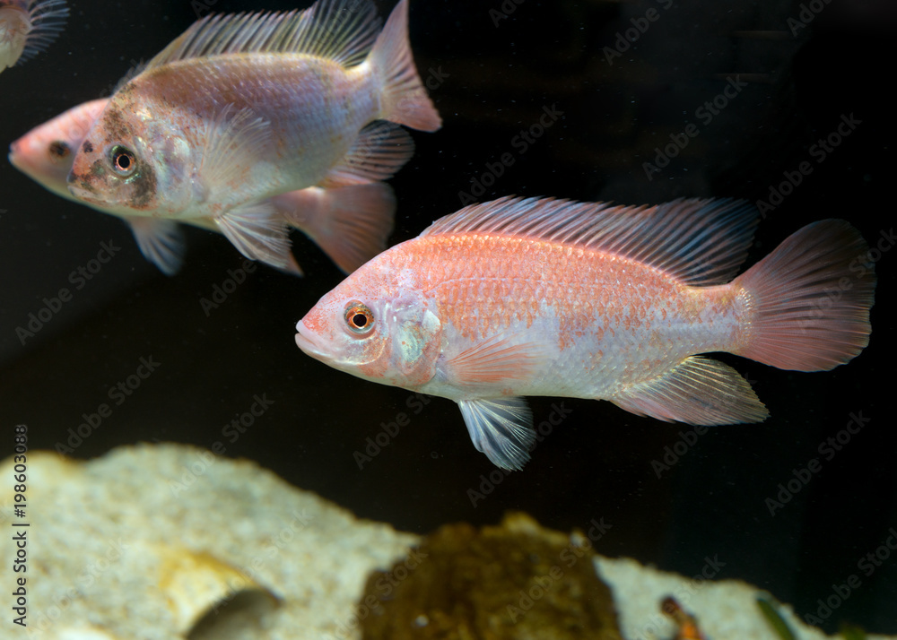 Tilapia Fischzucht für Aquaponic, Fische im Aquarium