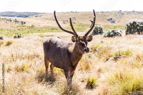 scenic view of wild deer with big horns in natural habitat, sri lanka, horton plains