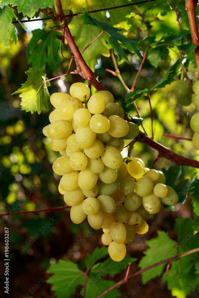 bunch of ripe grapes