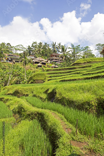 Tegallalang Rice Terrace on Bali island