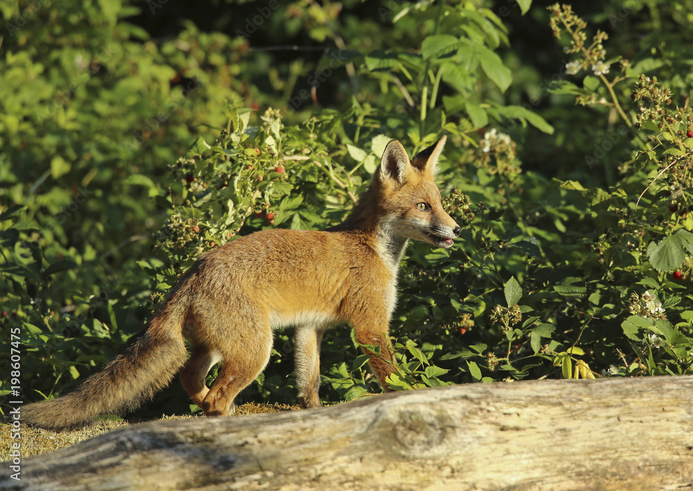 renard renard