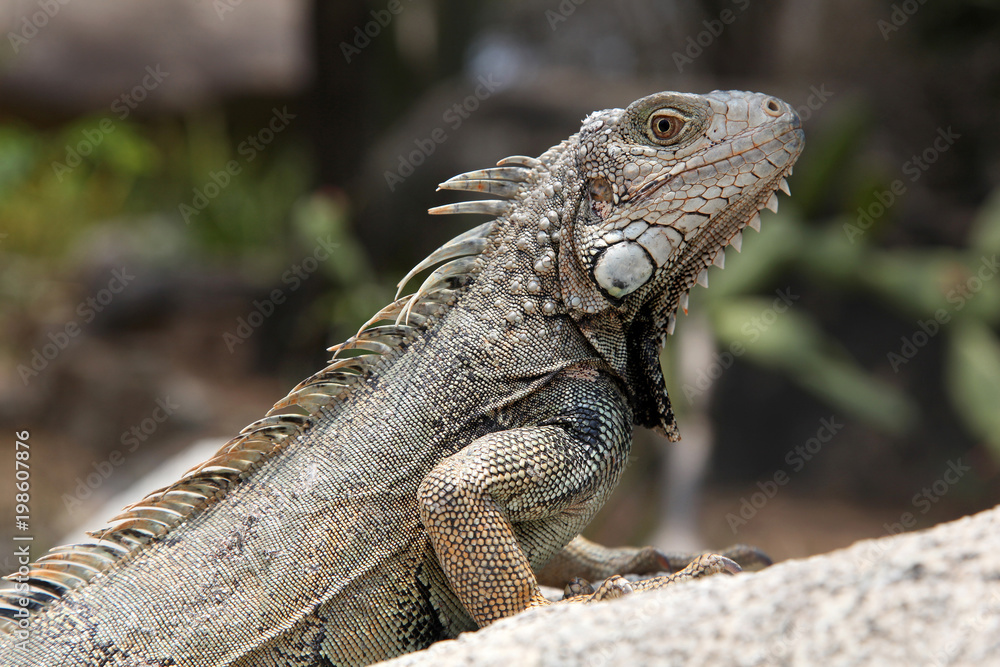 Green iguana sitting on a rock in the countryside, Aruba, Caribbean. Green iguana sitting on a rock in the countryside, Aruba, Caribbean.
