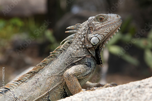 Green iguana sitting on a rock in the countryside, Aruba, Caribbean. © lisastrachan
