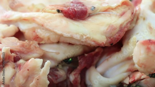 many flies on meat