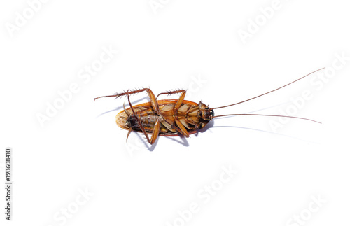 Dead cockroach on isolate white background © authaimat6378