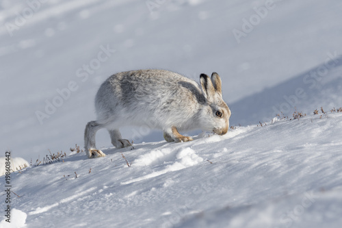 Mountain Hare (Lepus timidus) searching for food in snow