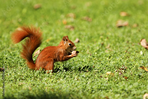 fressendes Eichhörnchen auf einer grünen Wiese photo