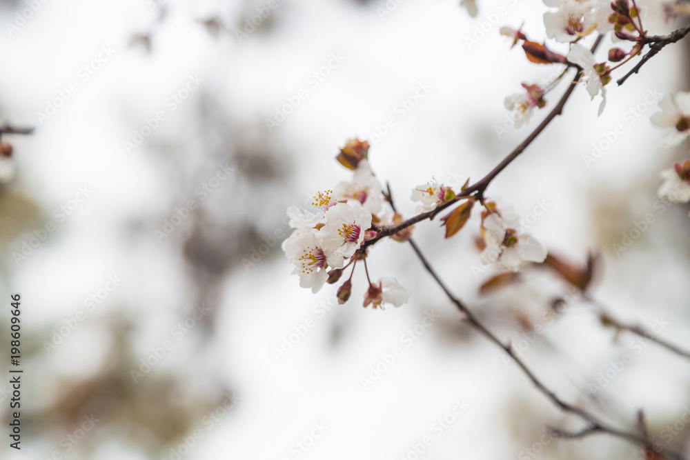 Blossom tree over nature background/ Spring flowers / Spring Background