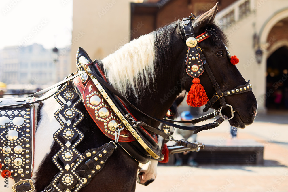 Two decorated horses stand on the street of Krakow, Polana
