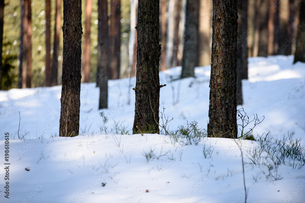 winter rural scene with snow and tree trunks in cold winter rural scene with snow and tree trunks in cold
