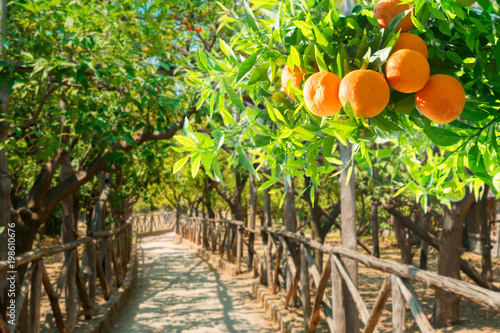 Tangerine tree garden