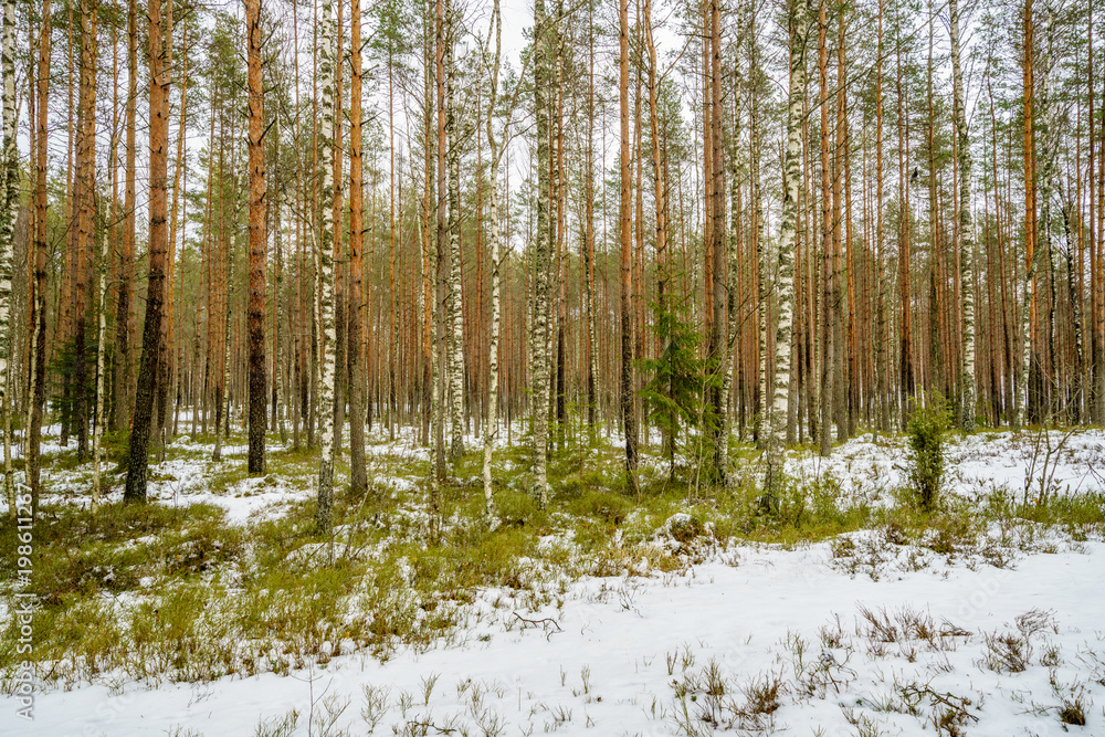 Fototapeta premium winter rural scene with snow and tree trunks in cold