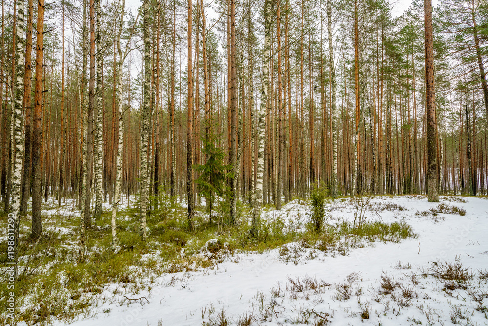 winter rural scene with snow and tree trunks in cold winter rural scene with snow and tree trunks in cold
