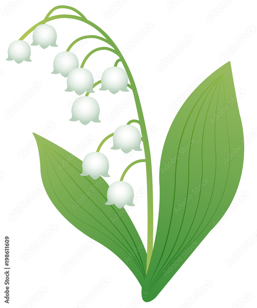 すずらん Stock イラスト Adobe Stock すずらん Stock イラスト Adobe Stock