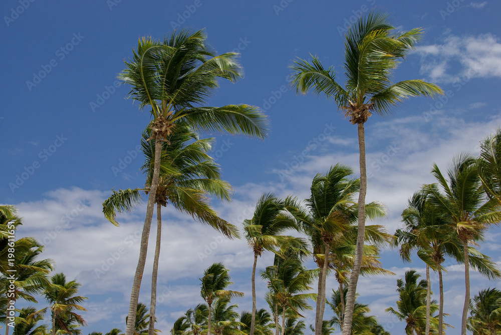 palm trees with blue sky