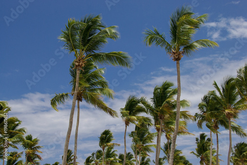 palm trees with blue sky